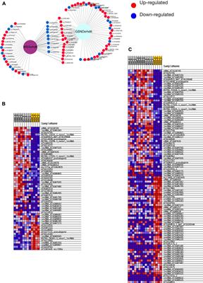 Noncoding RNAs responsive to nitric oxide and their protein-coding gene targets shed light on root hair formation in Arabidopsis thaliana